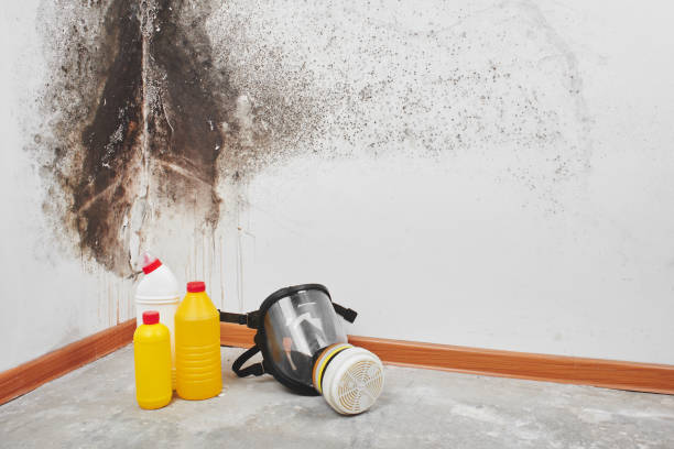 Best Black Mold Removal  in White Sands, NM