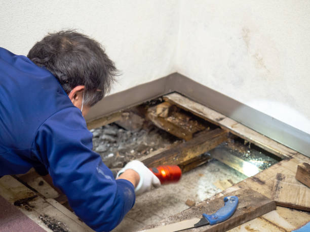Best Mold Testing  in White Sands, NM