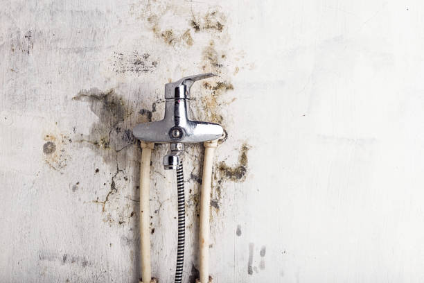 Best Mold Damage Repair  in White Sands, NM