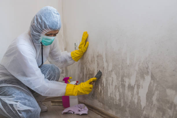 Best Local Mold Removal Service  in White Sands, NM