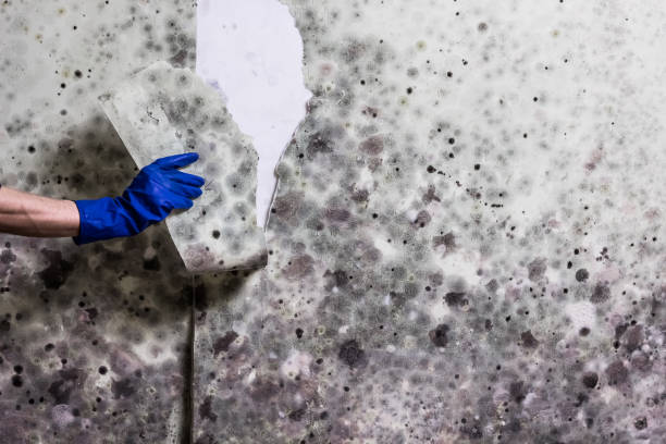 Best Home Mold Removal  in White Sands, NM